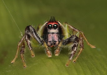 Green jumping spider (Mopsus mormon) Male  QLD  Australia.