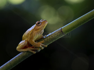 Tawny tree frog (Smilisca puma)  Costa Rica  October