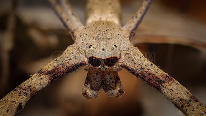 Portrait of Rufous Net-casting Spider (Deinopis subrufa)  Australia