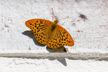 Silver-washed Fritillary (Argynnis paphia) on a wall  alsace france