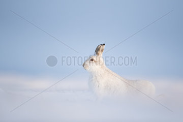 A stunning Mountain Hare (Lepus timidus) stretches in the Cairngorms National Park  UK.