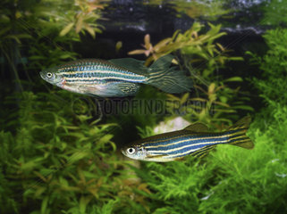 Zebrafish  Danio rerio. Veil fin variety above and regular stripes bellow. Since the 1930s  zebra fish have been a model organism for studying human diseases. The fertilized eggs  embryos  and fry are transparent  allowing scientists to easily observe and study topics such as tumor growth  brain tissue development  and blood vessel growth. Portugal