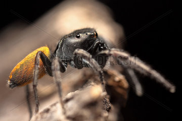 Jumping spider (Pungalina semiferruginea)  Australia