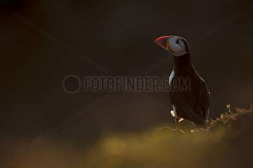Atlantic Puffin (Fratercula arctica). A Puffin displays in the late evening light off the coast of Wales  UK.