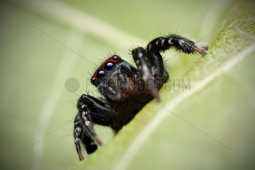 Jumping spider (Saitis virgatus) male  NSW  Australia.