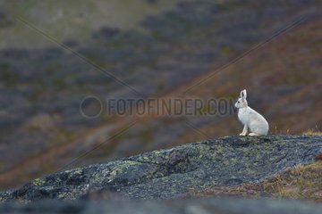Arctic hare (Lepus arcticus) in the middle of the tundra  Greenland