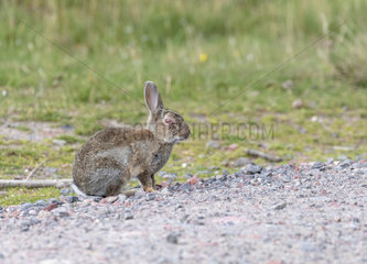 Rabbit (Oryctolagus cuniculus) with myxomatosis  Scotland