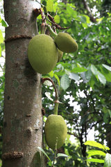 Jackfruit fruit (Artocarpus heterophyllus) on trunk  Sri Lanka