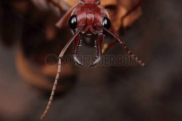 Giant Red Bull Ant (Myrmecia brevinoda)  Australie