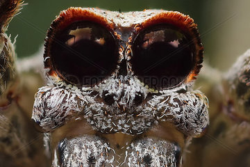 Portrait of Rufous Net-casting Spider (Deinopis subrufa)  Australia