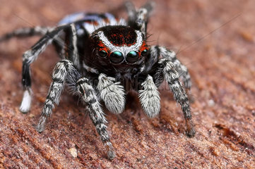 Harris' Peacok Spider (Maratus harrisi) male with gorgeous green eyes  NSW  Australia