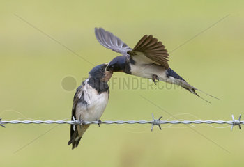 Barn Swallow (Hirundo rustica) Adult feeding young  England