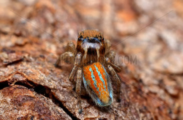 Beautiful Male Peacock Spider Maratus aurantius that we Project Maratus discovered a couple of years ago in the country town of Orange in NSW Australia.
