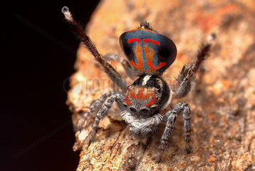 Male Peacock Spider (Maratus amabilis) in full swing  performing his display for a female spider  Australia