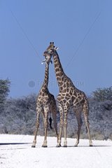 Giraffe and its baby giraffe on a road in winter Namibia