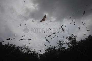 Fruit bats in flight in the natural park of the 17 islands Indonesia