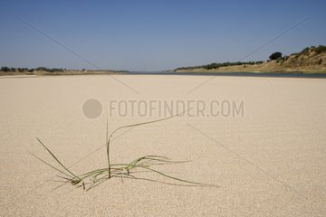Sandbank im Chambal River Uttar Pradesh India