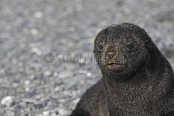 Porträt einer jungen antarktischen Fursealsealer -Süd -Georgien