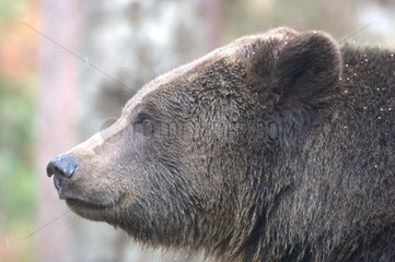 Portrait of an adult Brown bear