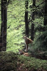 Couple de Lynx boréals Bayerischer Wald Allemagne
