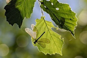 Dragonflies in Chinese shades on filbert leaves