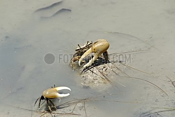 Fiddler Crabs in Martinique Island