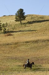 Cowboy at Bison Roundup Custer State Park South Dakota USA