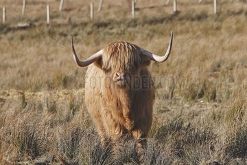 Highland cow in a meadow Ecosse