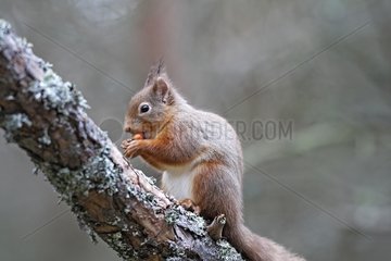 Red Squirrel eating on a branch Scotland