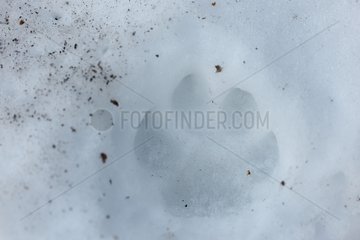 Footprint presence of wolf Mercantour NP