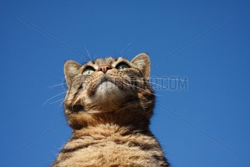 Porträt einer tabbybraunen Katze auf einem blauen Himmel Frankreich