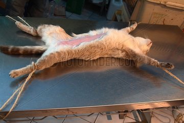 Sterilisation of a she-cat