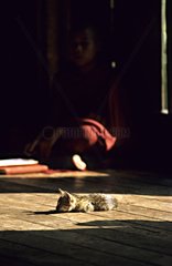 Kitten resting and monk in a monastery Nyaungshwe Burma