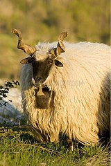 Mouton in der Region Livno