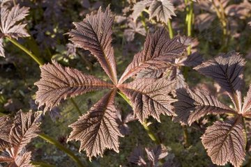 Typical dicotyledon leaf  Isle of Skye  Scotland