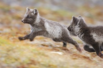 Arctic fox cubs playing to pursue Nunavut Canada
