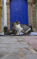 Pussy and her kittens in an alley in the medina Essaouira