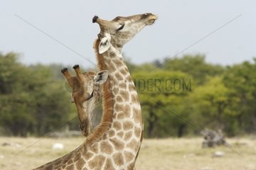 Giraffes resting on one another Etosha NP Namibia
