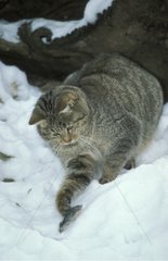 Chat sauvage chassant un mulot dans la neige France