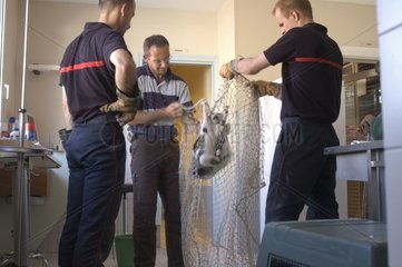 Wandernde Katze von Feuerwehrmännern in einem Tierarzt gefangen