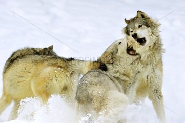 Leader wolf ruling over the pack Montana USA