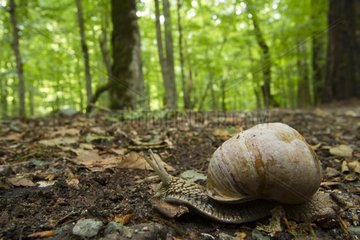 Snail undergrowth PN Biogradska Gora Montenegro