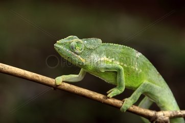 Chameleon Mayotte erwidert seinen Augapfel