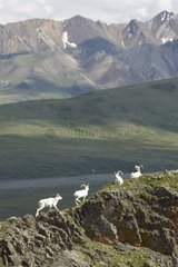 Dall's Sheeps in the Denali NP in Alaska