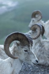 Dall's Sheeps in the Denali NP in Alaska