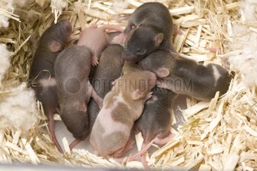 Domestic rat and its young in the nest France