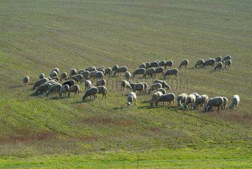Troupeau de moutons dans un pré en Auvergne France