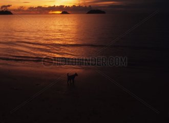 Katze  die am Sonnenuntergang Thailand am Strand spazieren geht