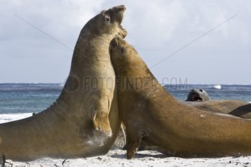 Young Northern elephant seals playing in Falkland Islands