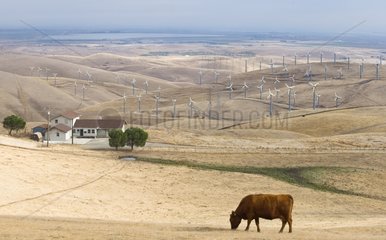 Wind farm in the region of Altamont pass California USA